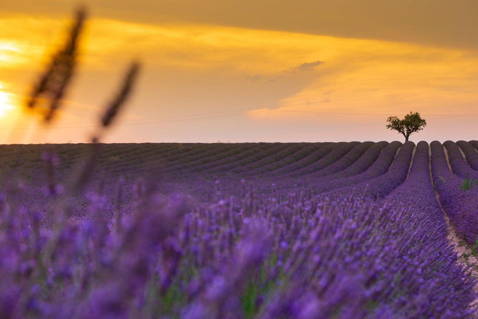 Lavender - Tyme Soap