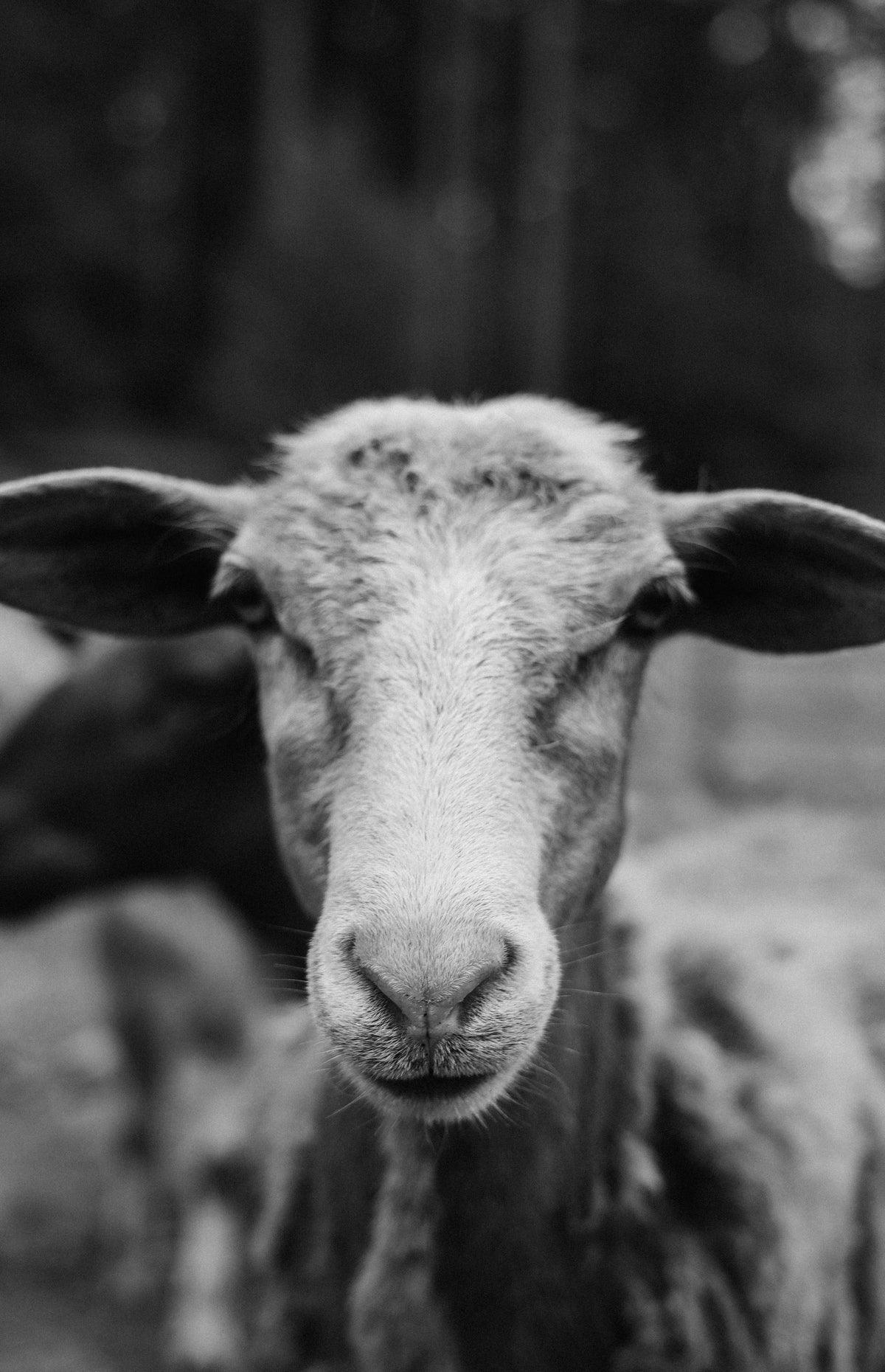 Why Goats milk might be the secret ingredient your skin is missing! - Tyme Soap