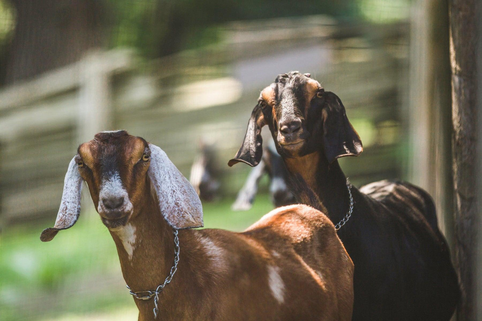 Goat's Milk - Tyme Soap